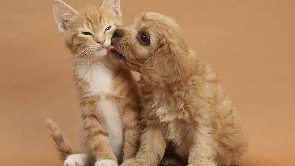 点击大图看下一张：猫咪与狗狗和睦相处的精美图片