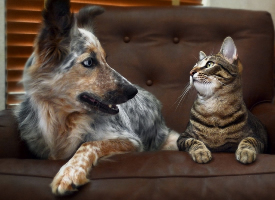 猫咪与狗狗和睦相处的精美图片