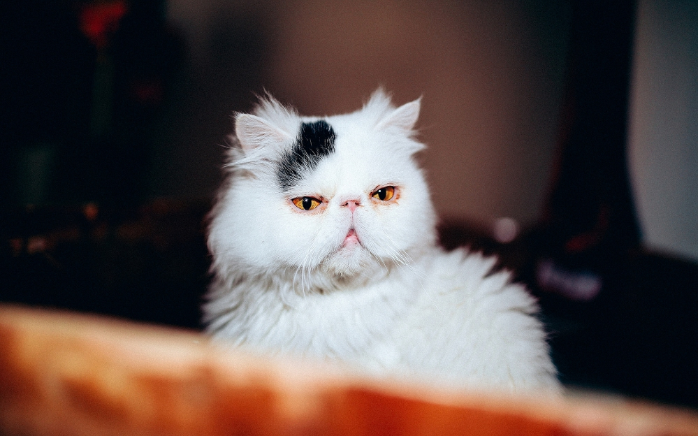 点击大图看下一张：可爱粘人的猫咪图片