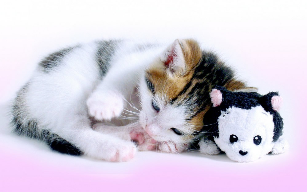 点击大图看下一张：呆萌可爱的猫咪图片
