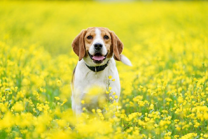 点击大图看下一张：油菜花中精力旺盛的比格犬狗狗