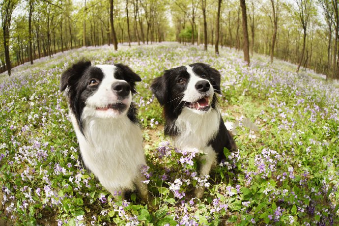 点击大图看下一张：一组春天里开心的狗狗图片