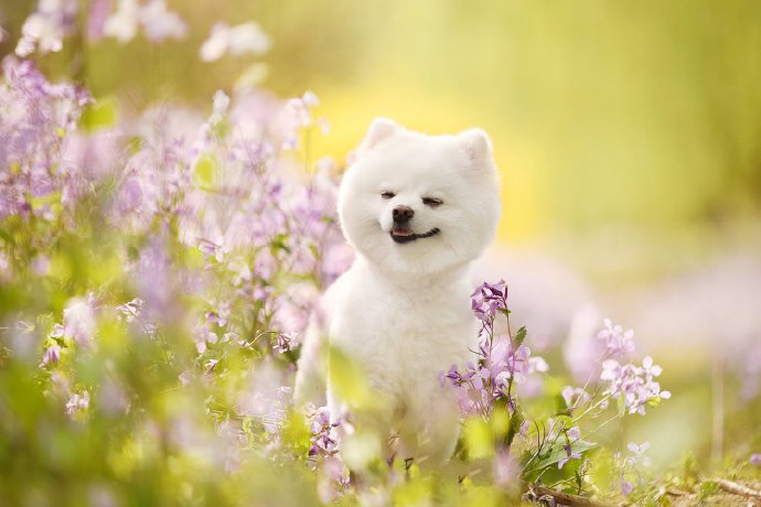 点击大图看下一张：一组春天里开心的狗狗图片