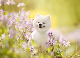 一组春天里开心的狗狗图片