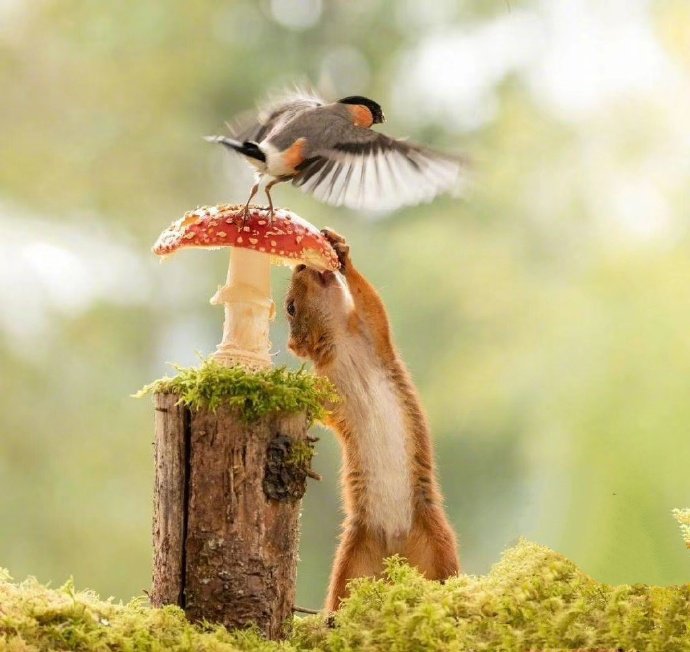 点击大图看下一张：采蘑菇的小松鼠图片欣赏