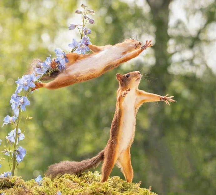 点击大图看下一张：春天里活泼可爱的小松鼠