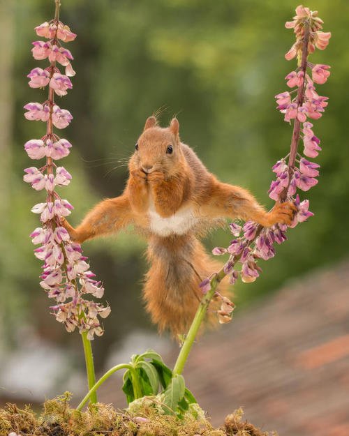 点击大图看下一张：春天里活泼可爱的小松鼠
