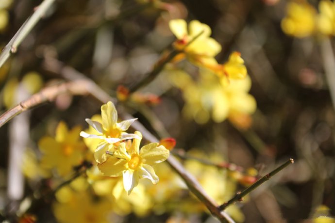 点击大图看下一张：一组美丽黄色的迎春花图片