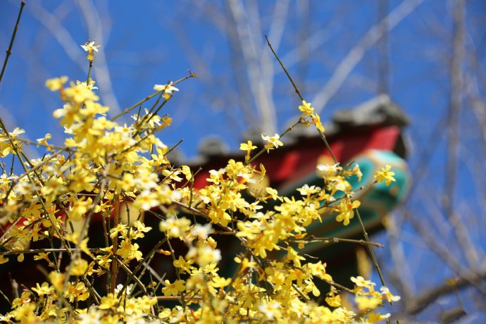点击大图看下一张：一组美丽黄色的迎春花图片