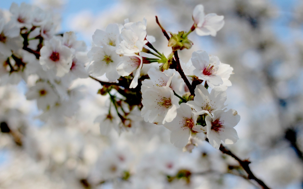 点击大图看下一张：纯洁唯美的白色樱花风景桌面壁纸