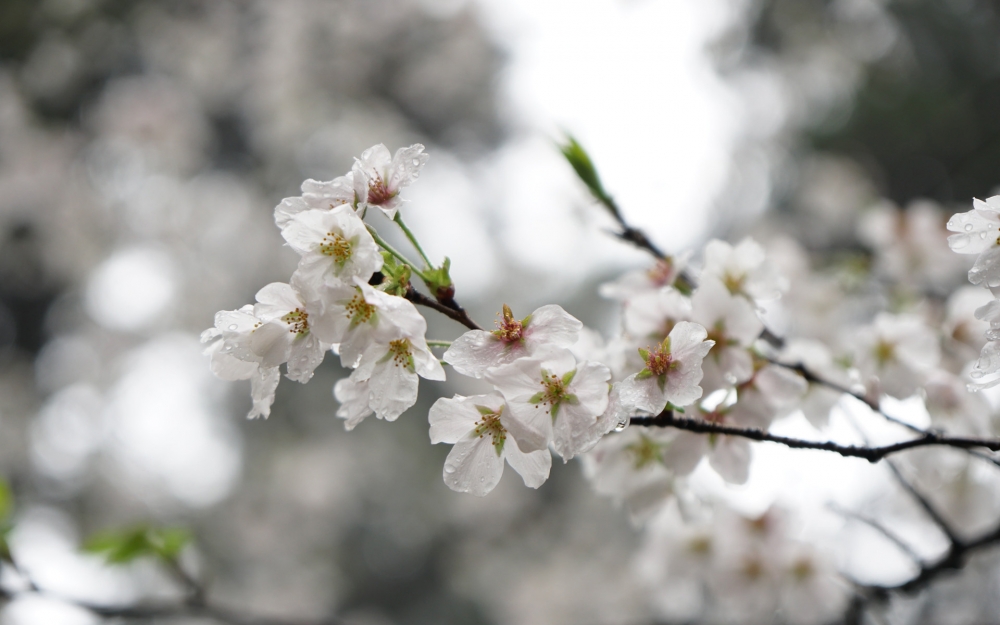 点击大图看下一张：纯洁唯美的白色樱花风景桌面壁纸