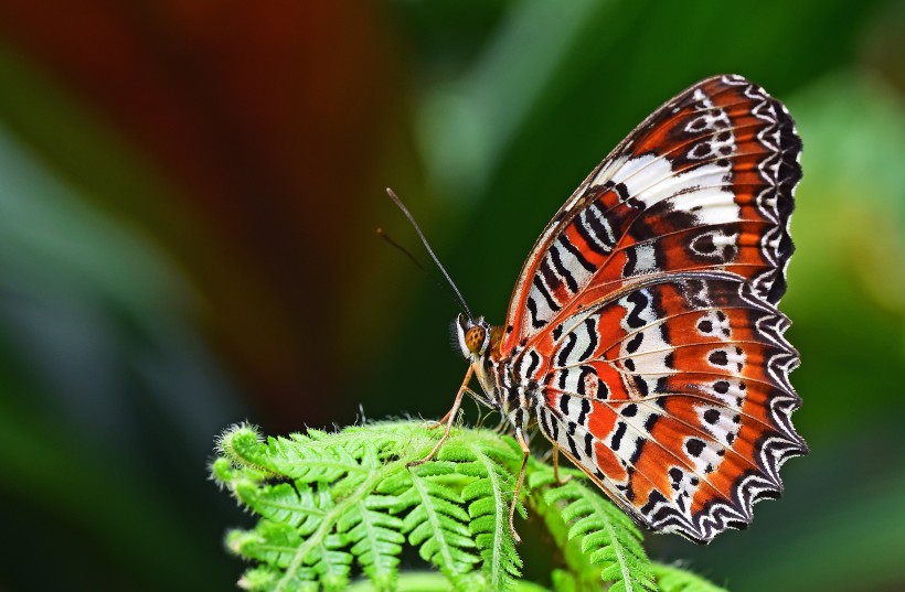 点击大图看下一张：漂亮的小蝴蝶采蜜高清图片