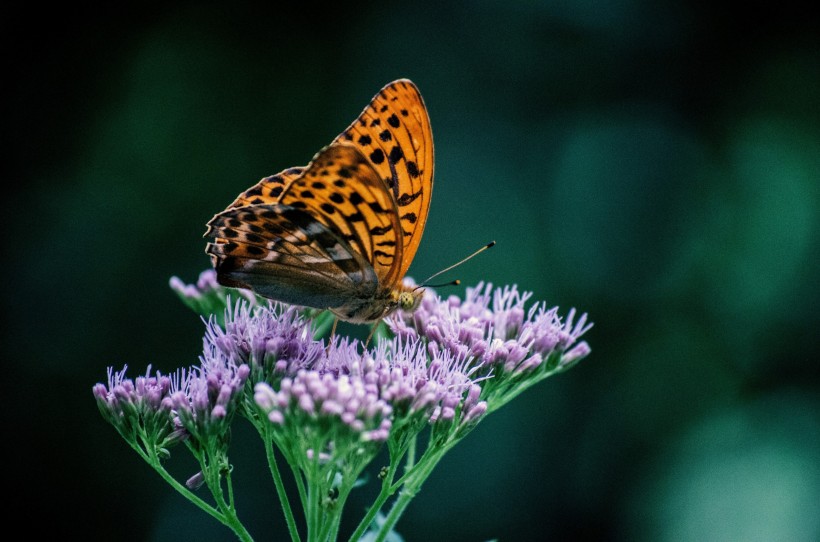 点击大图看下一张：漂亮的小蝴蝶采蜜高清图片