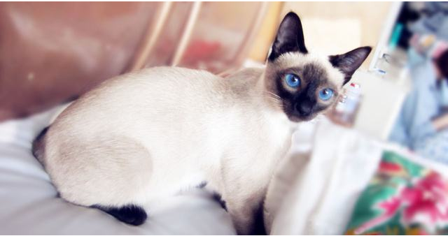 点击大图看下一张：一组温柔的暹罗猫图片
