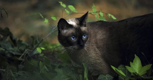 点击大图看下一张：一组温柔的暹罗猫图片