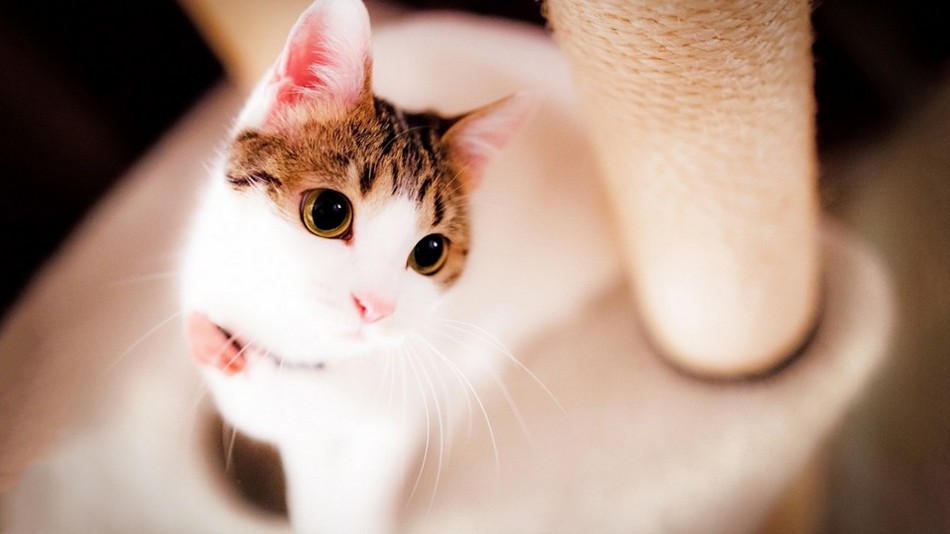 点击大图看下一张：可爱的萌宠小猫咪图片