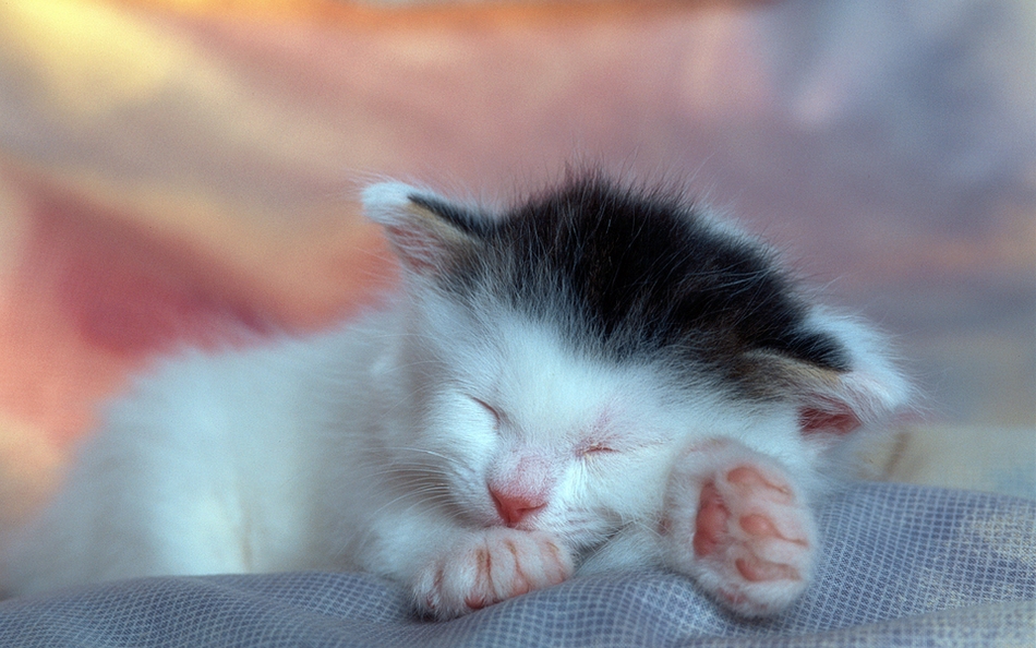 点击大图看下一张：精选小猫咪超萌睡姿图片