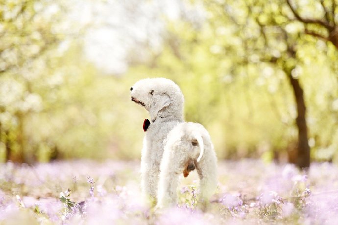 点击大图看下一张：一组春景拍摄的狗狗图片