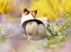 一组春景拍摄的狗狗图片