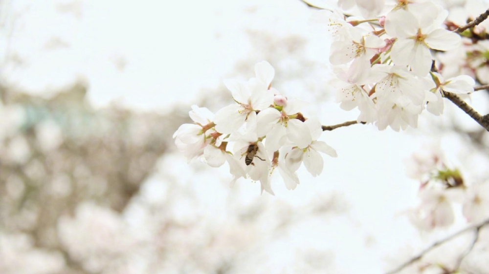 点击大图看下一张：三月樱花唯美高清桌面壁纸