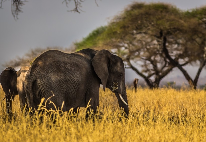 点击大图看下一张：草原庞然大物大象图片