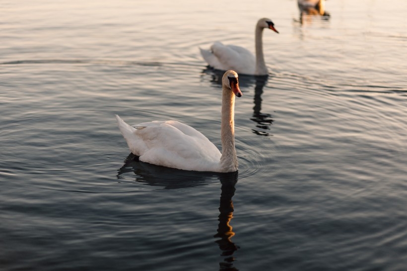 点击大图看下一张：湖面上的优雅白天鹅图片