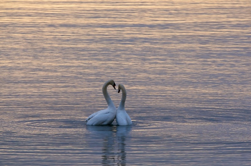 点击大图看下一张：湖面上的优雅白天鹅图片
