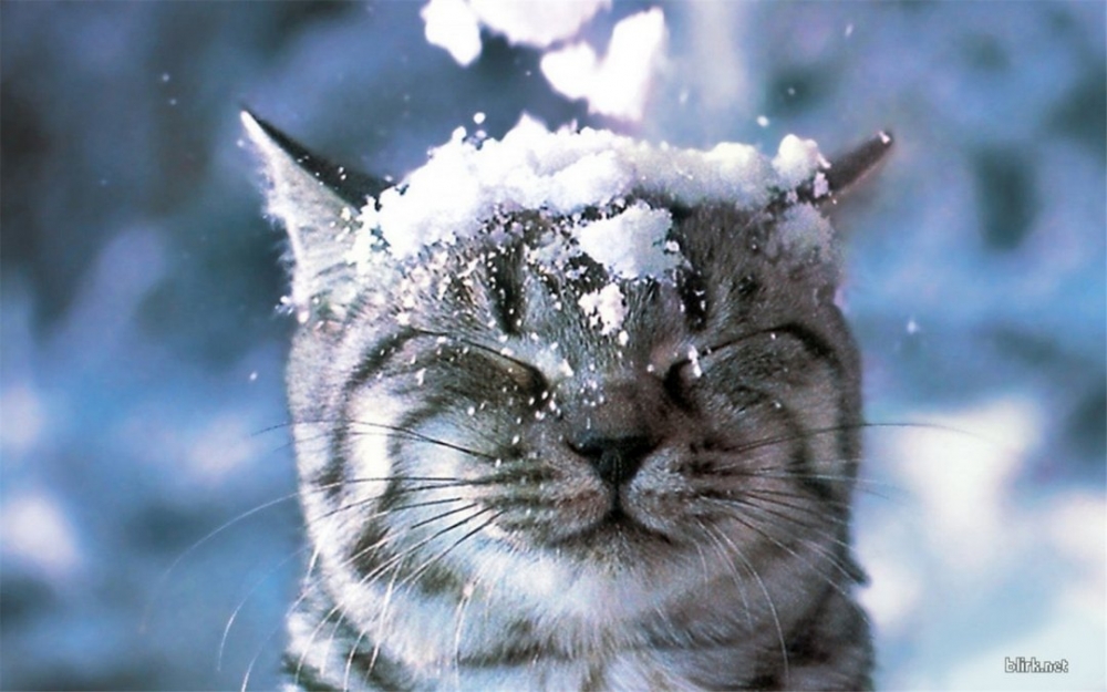 点击大图看下一张：雪地上玩耍的猫咪写真图片