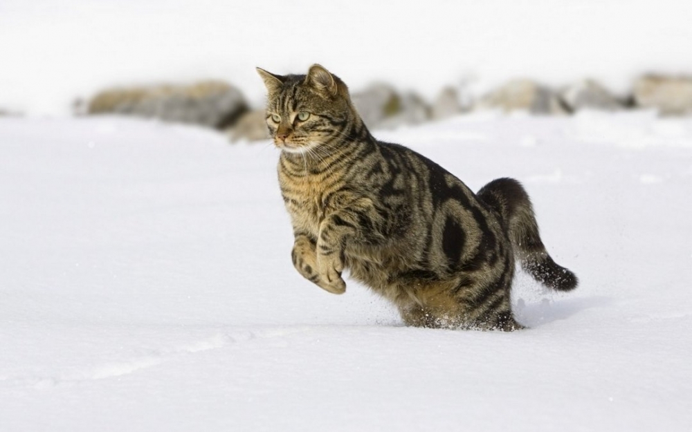 点击大图看下一张：雪地上玩耍的猫咪写真图片