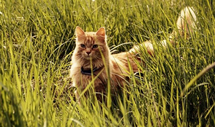 点击大图看下一张：绿色草地上的可爱小猫咪图片