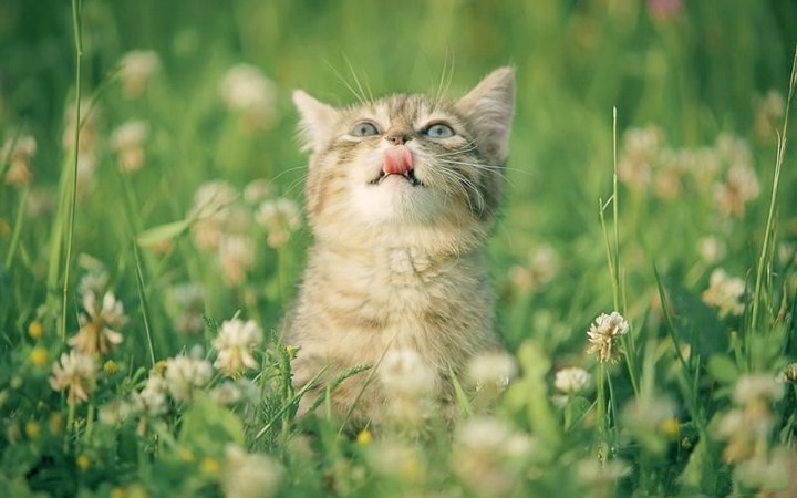 点击大图看下一张：绿色草地上的可爱小猫咪图片