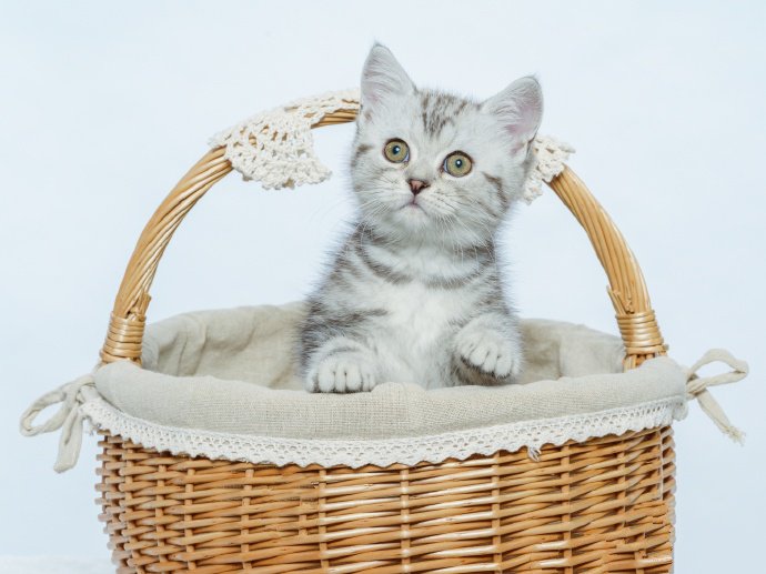 点击大图看下一张：篮子里的小猫图片