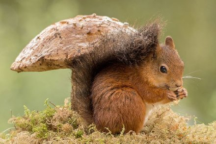 点击大图看下一张：红松鼠的日常生活图片