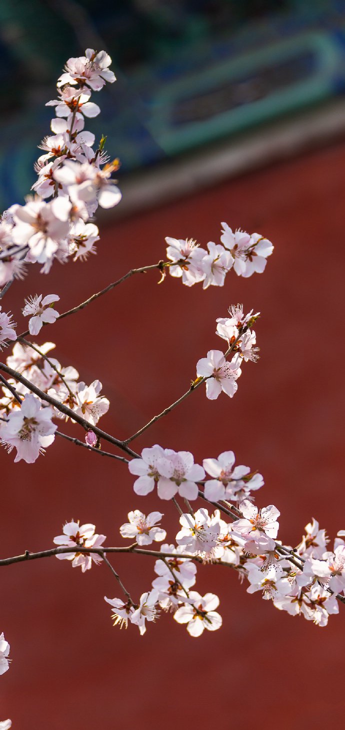 点击大图看下一张：颐和园桃花季，美丽却短暂
