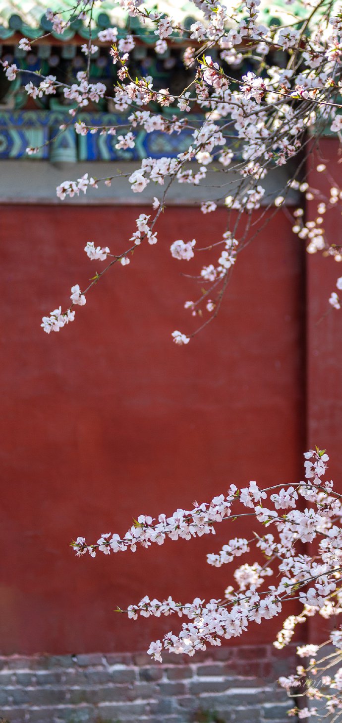点击大图看下一张：颐和园桃花季，美丽却短暂