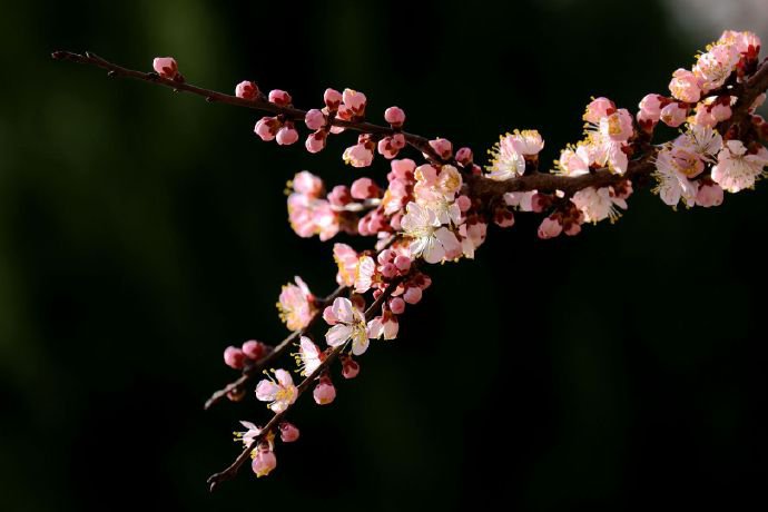 点击大图看下一张：开的绚丽多彩的桃花图片
