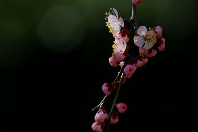 点击大图看下一张：开的绚丽多彩的桃花图片