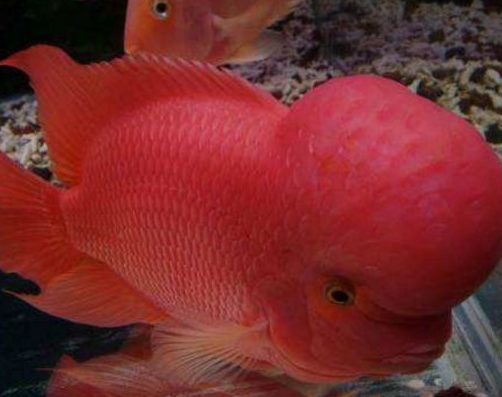 点击大图看下一张：全身通红的红马罗汉鱼