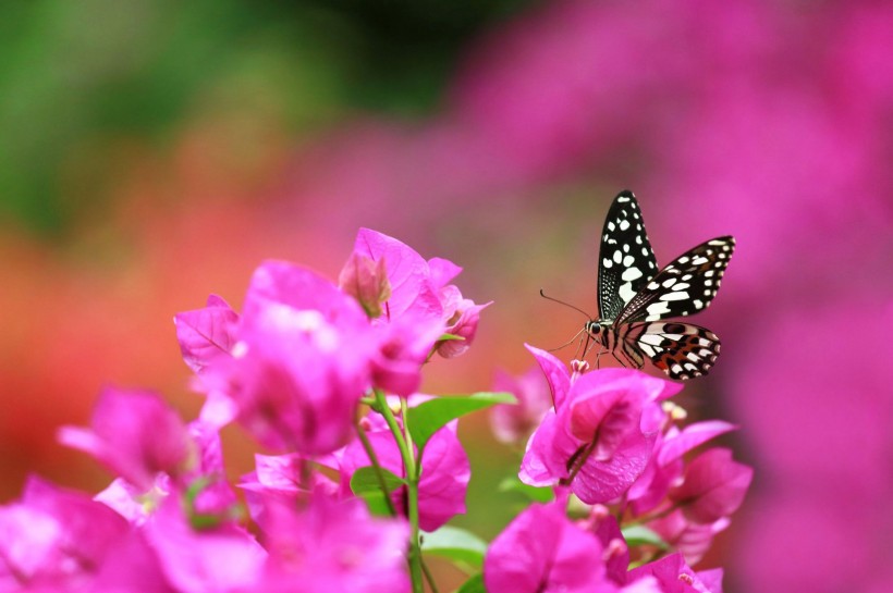 点击大图看下一张：蝴蝶采蜜优美图片选集