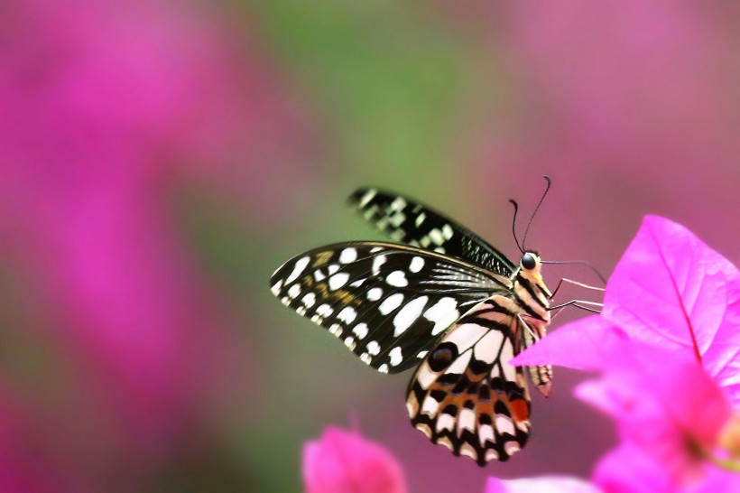 点击大图看下一张：蝴蝶采蜜优美图片选集