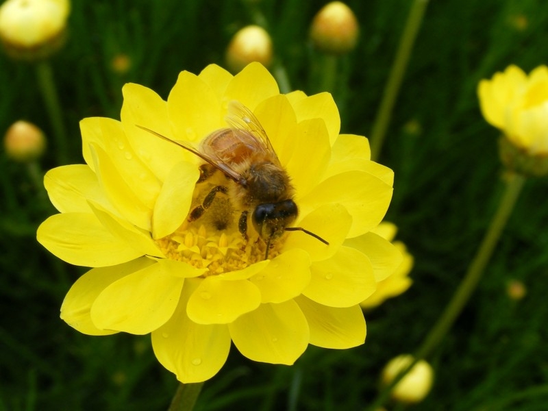 点击大图看下一张：蜜蜂在花朵上采蜜的高清图片大全