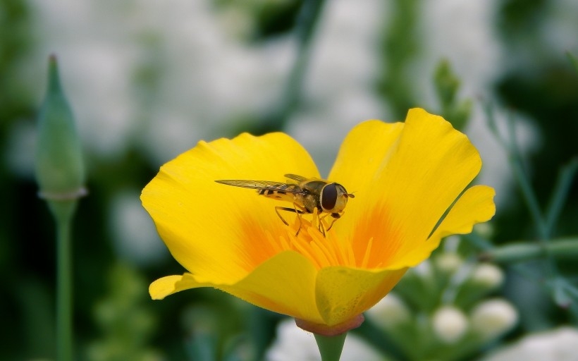 点击大图看下一张：蜜蜂在花朵上采蜜的高清图片大全