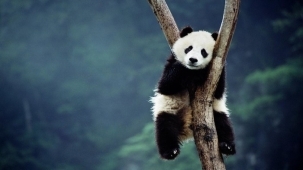 点击大图看下一张：上树的大熊猫顽皮萌图片