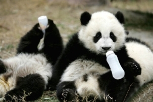 点击大图看下一张：上树的大熊猫顽皮萌图片
