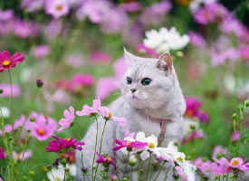 一只在花丛中的猫咪图片