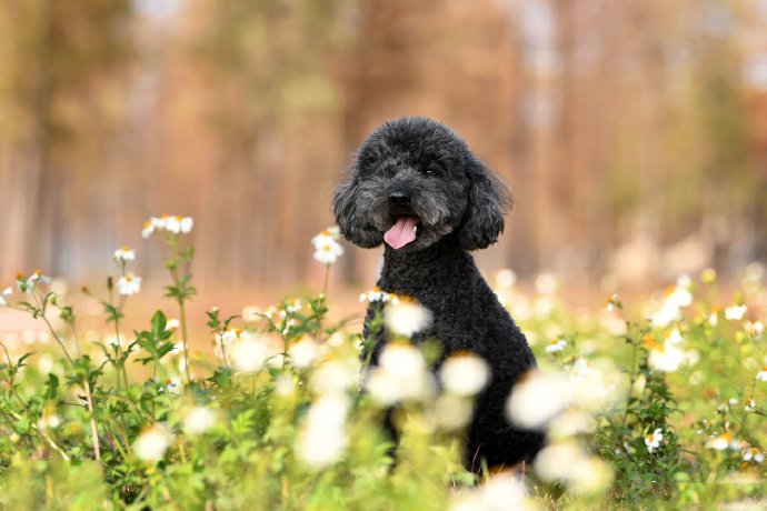 点击大图看下一张：笑得比花还好看的黑色泰迪狗狗