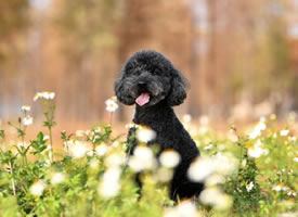 笑得比花还好看的黑色泰迪狗狗