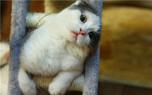 点击大图看下一张：卖萌可爱的猫咪图片