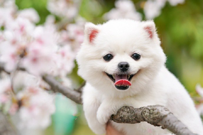 点击大图看下一张：感受一下樱花浪漫的博美狗狗