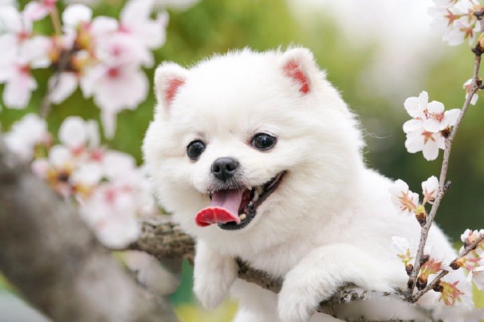 点击大图看下一张：感受一下樱花浪漫的博美狗狗